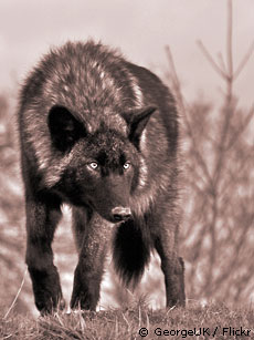 Haunting-Wolf_s.jpg