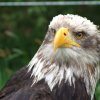 Adler4.jpg