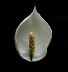yoni-lingam.jpg