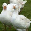 Gans