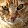 Katze1.jpg