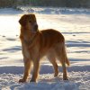 Hund