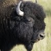 Bison2.jpg