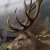 Hirsch